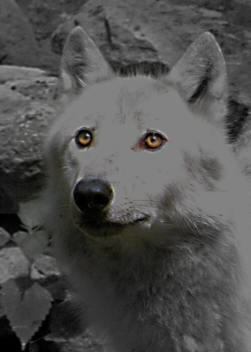 Eyes Of The Wolf Greeting Card featuring the photograph Eyes Of The Wolf by Debra   Vatalaro