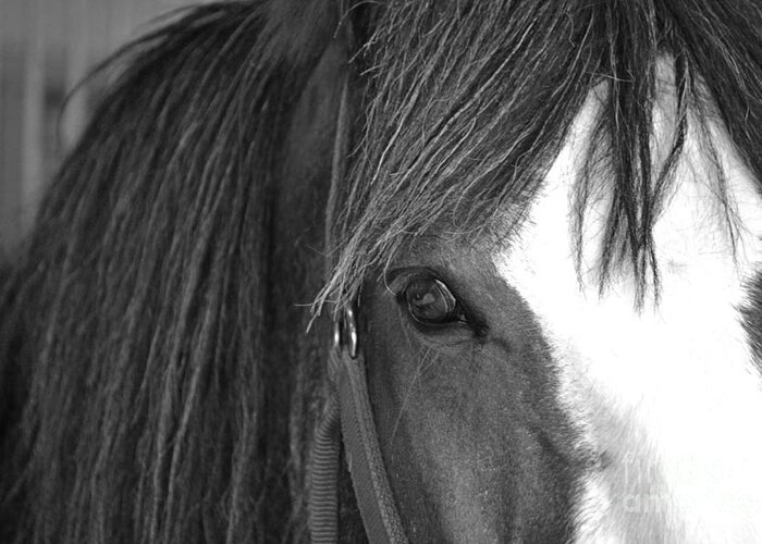 Horse Greeting Card featuring the photograph Eyes by Traci Cottingham
