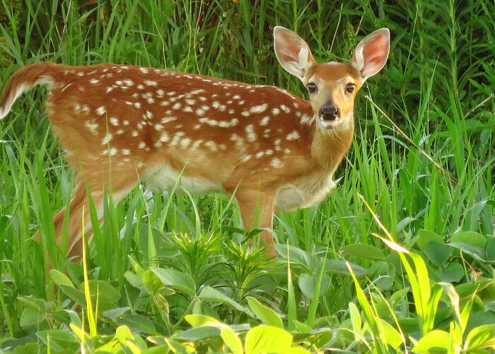Fawn Greeting Card featuring the photograph F A W N by Lori Frisch