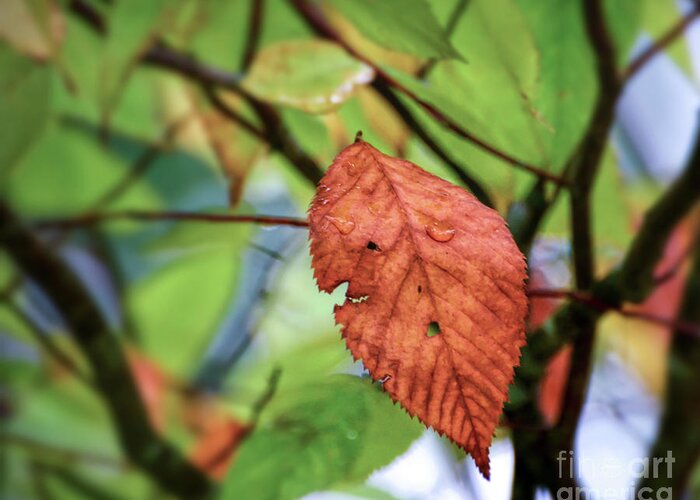 Leaf Greeting Card featuring the photograph Faces In The Leaf by Kerri Farley