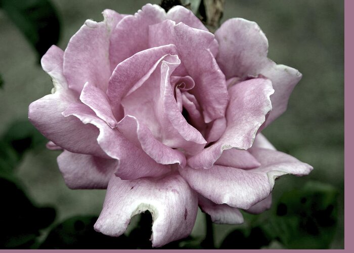 Rose Greeting Card featuring the photograph Faded Beauty Rose 0226 H_2 by Steven Ward