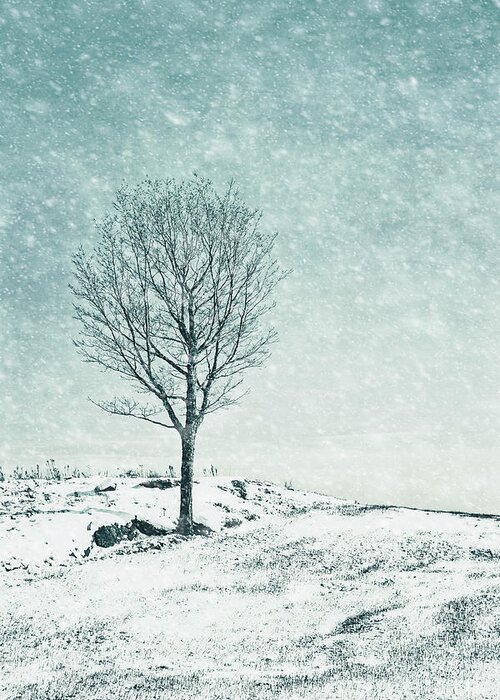 Kremsdorf Greeting Card featuring the photograph Faded into Winter by Evelina Kremsdorf