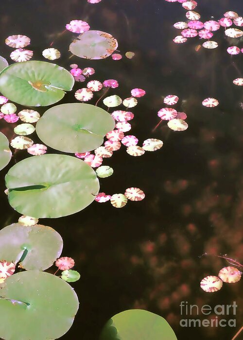 Lily Pads Greeting Card featuring the photograph Fading Lily Pads by Maria Janicki