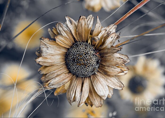 Aster Greeting Card featuring the photograph Fading Oxeye by Venetta Archer