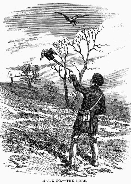 1850 Greeting Card featuring the photograph Falconry, 1850 by Granger