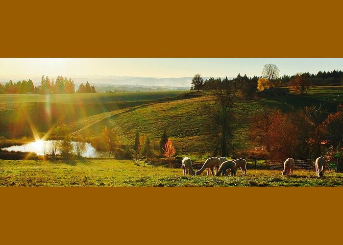 Fall Greeting Card featuring the photograph Fall alpaca farm by Kelly Nicodemus-Miller