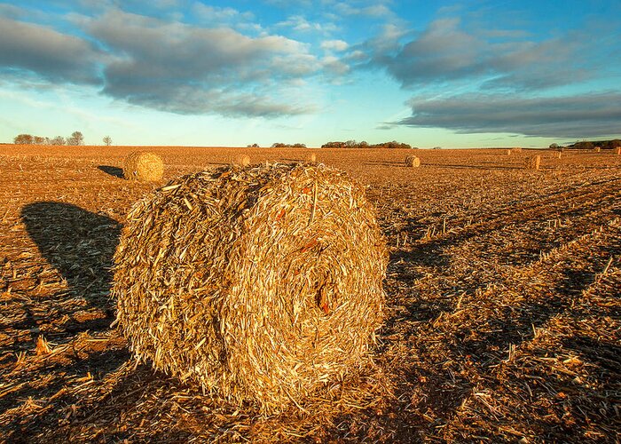 Corn Stalks Greeting Card featuring the photograph Fall Bale by Todd Klassy