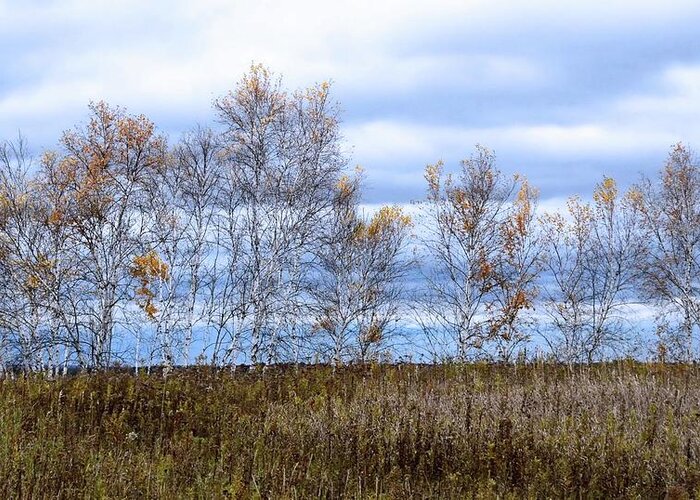 Fall Colors Greeting Card featuring the photograph Fall Birch by Michael Hall