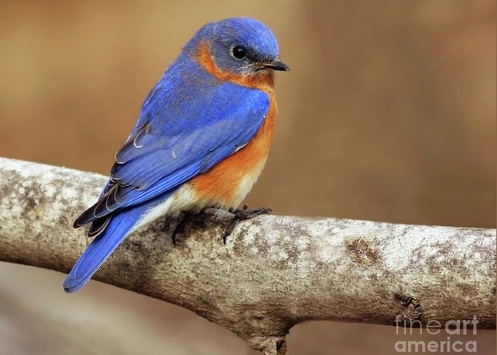 Eastern Bluebird Greeting Card featuring the photograph Fall Blue by Art Cole