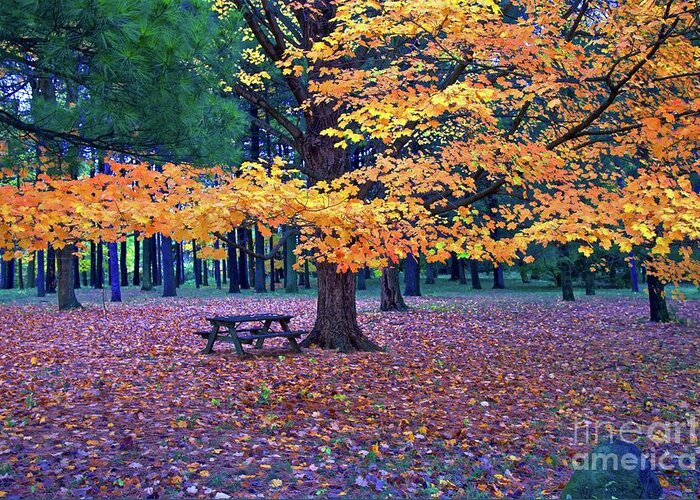 Leaves Greeting Card featuring the photograph Fall Canopy by John Fabina