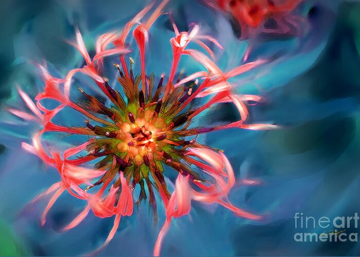 Floral Greeting Card featuring the photograph Fall Color Button by Lisa Redfern