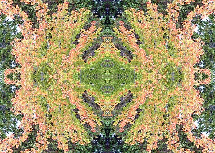 Trees Greeting Card featuring the photograph Fall Color Kaleidoscope by Bill Barber