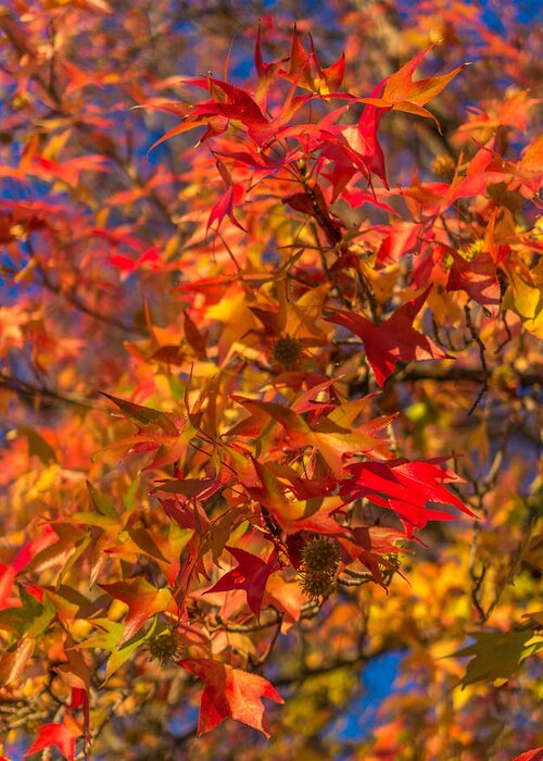 Fall Greeting Card featuring the photograph Fall colors by Asif Islam