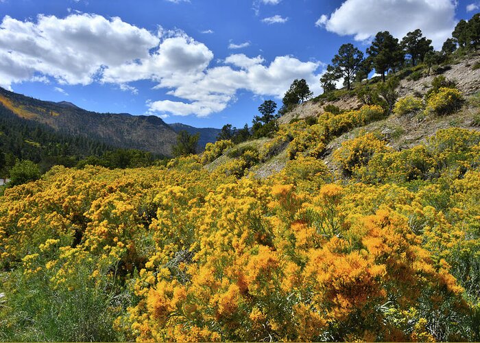 Humboldt-toiyabe National Forest Greeting Card featuring the photograph Fall Colors Come to Mt. Charleston by Ray Mathis