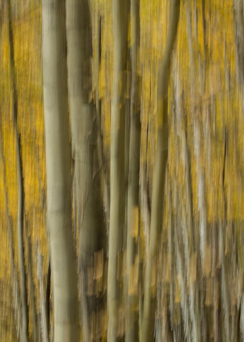Abstract Greeting Card featuring the photograph Fall Colors by James Woody