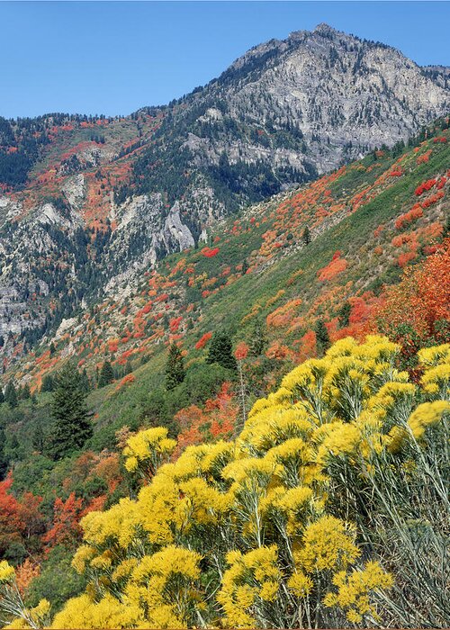 Fall Colors Greeting Card featuring the photograph 212M42-Fall Colors near Mt. Timpanogos by Ed Cooper Photography