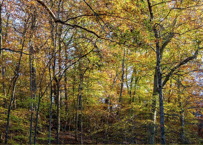 Trees Greeting Card featuring the photograph Fall Colors of Rock Creek Park by Ed Clark