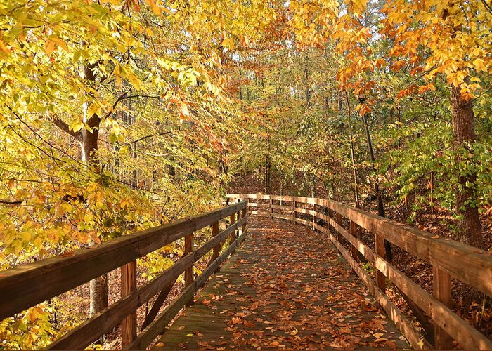 Fall Greeting Card featuring the photograph Fall Colors on a Morning Walk in the Woods in Autumn by Scott H Phillips