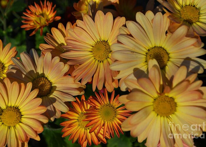 Daisy Greeting Card featuring the photograph Fall Flowers in Madison by Amy Lucid