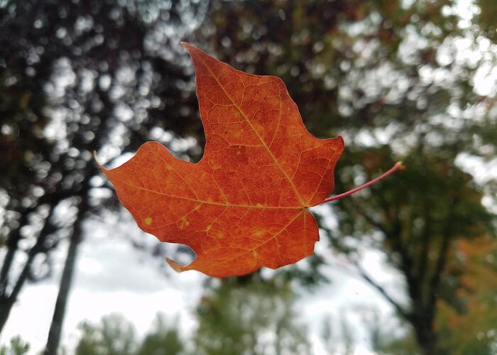 Fall Greeting Card featuring the photograph Fall Leaf by Scenic Edge Photography