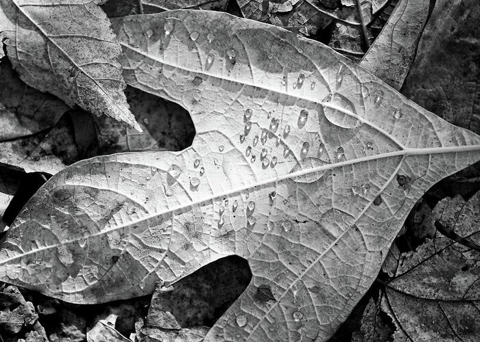 Fall Leaves Greeting Card featuring the photograph Fall Leaves and Dew 7 2017 BW by Mary Bedy