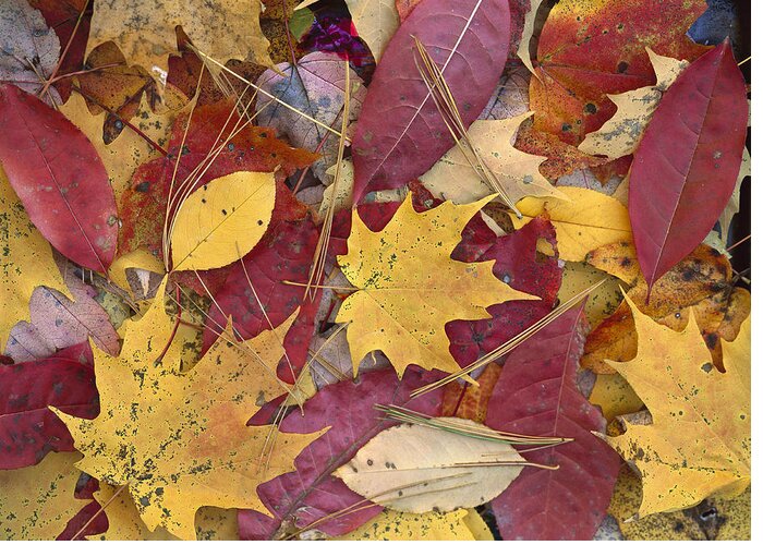 Mp Greeting Card featuring the photograph Fall Leaves on Forest Floor by Tim Fitzharris