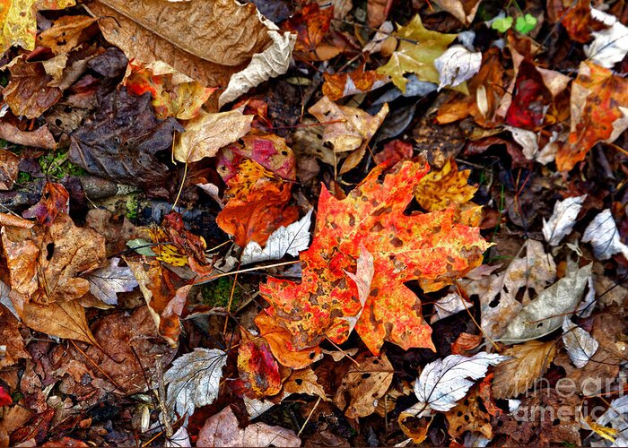 Leaves Greeting Card featuring the photograph Fall Leaves One by Paul Mashburn