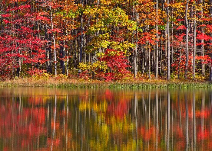 Fall Greeting Card featuring the photograph Fall Mosaic by Steve Luther