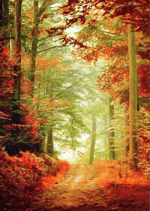 Autumn Greeting Card featuring the photograph Fall painting by Philippe Sainte-Laudy