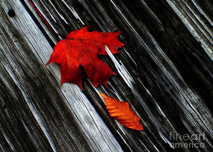Floor Boards Greeting Card featuring the photograph Fallen by Elfriede Fulda