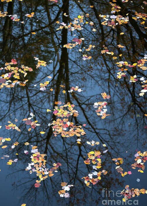 Autumn Greeting Card featuring the photograph Fallen leaves in Autumn lake by Benedict Heekwan Yang