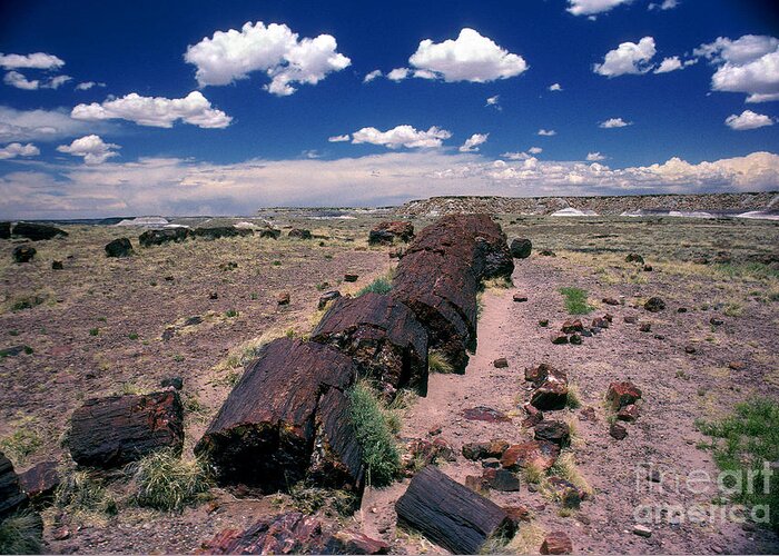Petrified Tree Debris Greeting Card featuring the photograph Fallen Petrified Tree in Petrified Forest National Park by Wernher Krutein