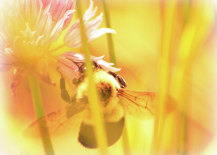 Bees Greeting Card featuring the photograph Fame is a bee by Bob Orsillo