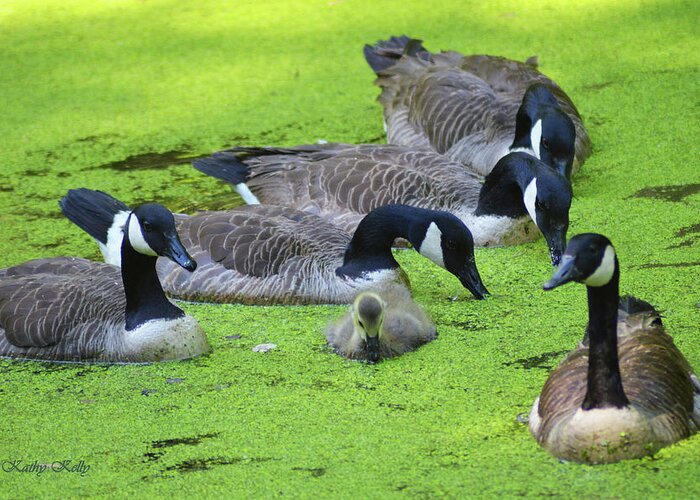 Canada Geese Greeting Card featuring the photograph Family Affair by Kathy Kelly
