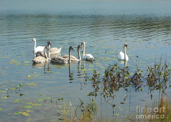 Family Of Swans Greeting Card featuring the photograph Family of Swans by Rockin Docks Deluxephotos