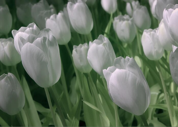 Tulips Greeting Card featuring the photograph Fanciful Tulips in Green by James Barber