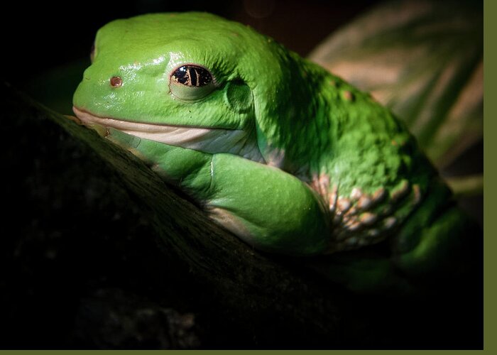 Jean Noren Greeting Card featuring the photograph Fantastic Green Frog by Jean Noren