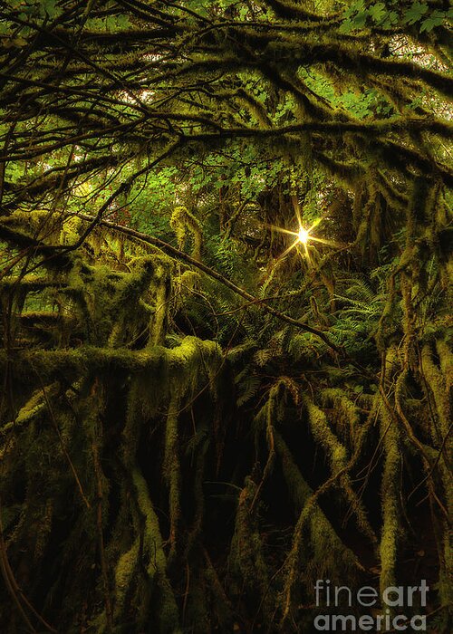 Fantasy Morning Lush Oregon Old Growth Forest Fine Art Photography Print Greeting Card featuring the photograph Fantasy Morning by Jerry Cowart