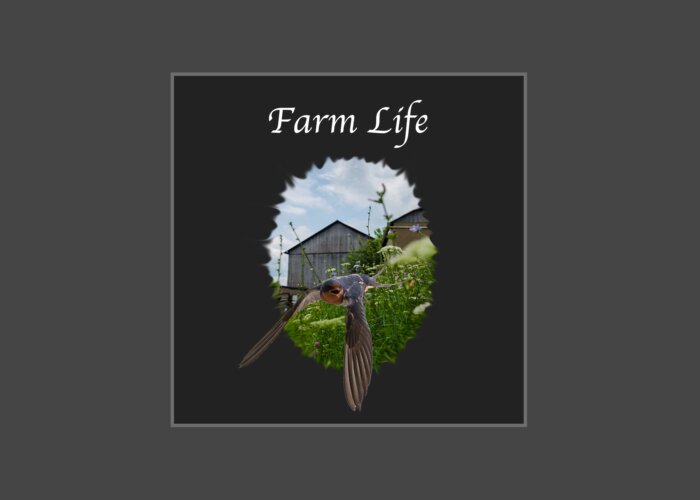 Farm Greeting Card featuring the photograph Farm Life by Holden The Moment