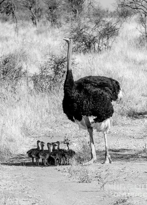 Ostrich Greeting Card featuring the photograph Fathers Day by Chris Scroggins