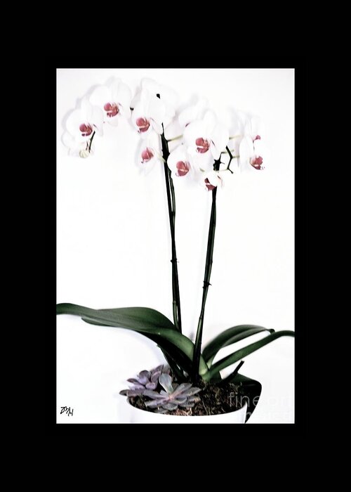 Photo Greeting Card featuring the photograph Favorite Gift of Orchids by Marsha Heiken