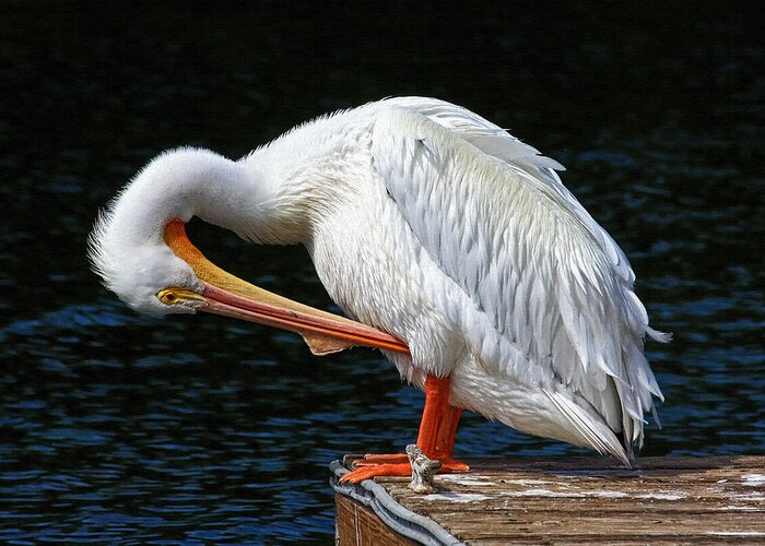 American White Pelican Greeting Card featuring the photograph Feather Check by HH Photography of Florida