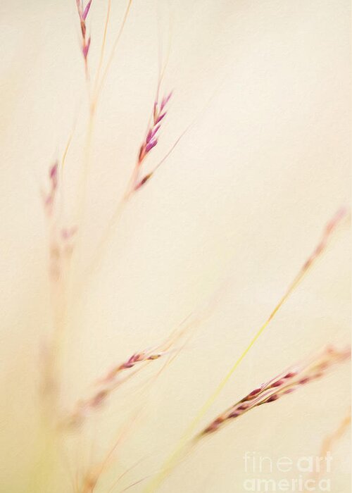 Seeds Greeting Card featuring the photograph Feather Grass by Tim Gainey