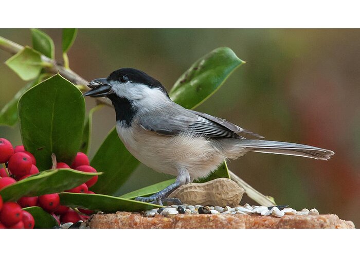Alexandria Greeting Card featuring the photograph Feeding Chickadee and Holly by Jim Moore