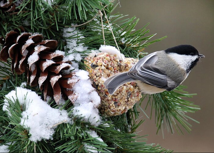 Chickadee Greeting Card featuring the photograph Feeding Feathered Friends by Brook Burling