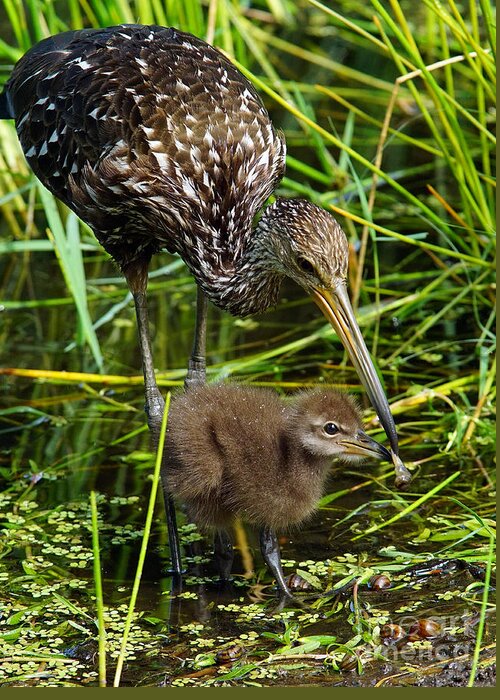 Bird Greeting Card featuring the photograph Feeding Limpkin Chick by Larry Nieland