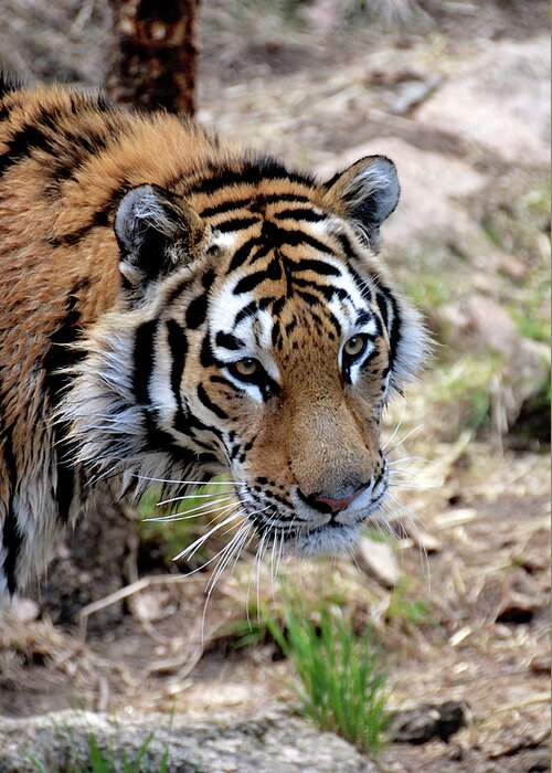 Tiger Greeting Card featuring the photograph Feline Focus by Angelina Tamez