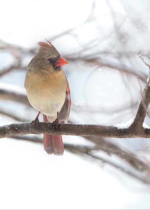 Snow Greeting Card featuring the photograph Female Cardinal in snow by Jack Nevitt