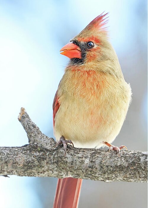 Cardinal Greeting Card featuring the photograph Female Cardinal on a winter morning by Jim Hughes