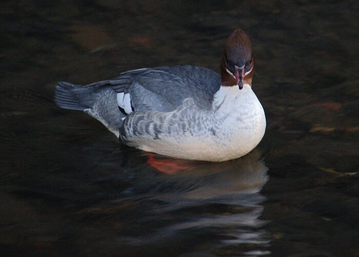 Female Greeting Card featuring the photograph Female Goosander In River by Adrian Wale